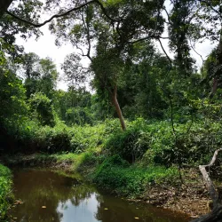 Wain River Protection Forest - Balikpapan
