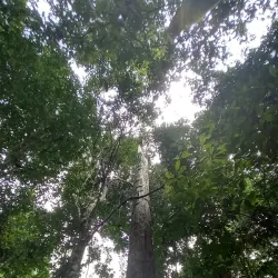 Wain River Protection Forest - Balikpapan