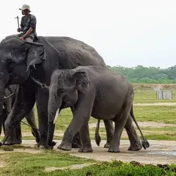 Way Kambas National Park - Bandar Lampung