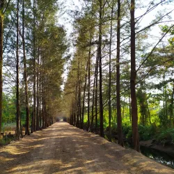 Bangka Botanical Garden - Bangka