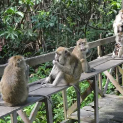 Pulau Kembang (Turtle Island) - Banjarmasin