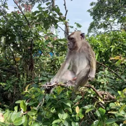 Pulau Kembang (Turtle Island) - Banjarmasin