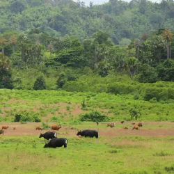 Alas Purwo National Park - Banyuwangi
