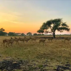 Baluran National Park - Banyuwangi
