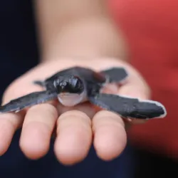 Sukamade Turtle Beach - Banyuwangi