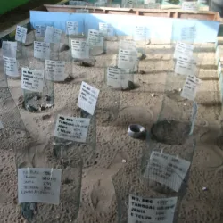 Sukamade Turtle Beach - Banyuwangi