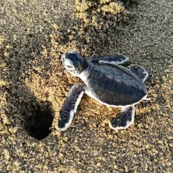 Sukamade Turtle Beach - Banyuwangi