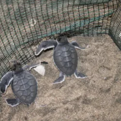 Sukamade Turtle Beach - Banyuwangi