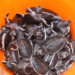 Sukamade Turtle Beach - Banyuwangi