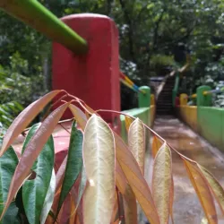 Bengkulu Botanical Garden - Bengkulu