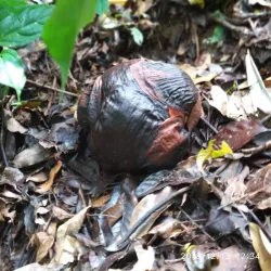 Bengkulu Botanical Garden - Bengkulu
