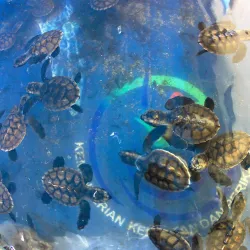 Pulau Tikus Beach - Bengkulu