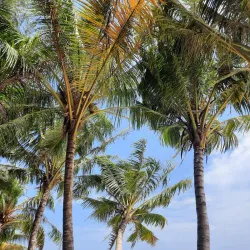 Pulau Tikus Beach - Bengkulu