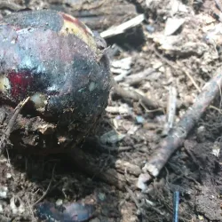 Rafflesia Arnoldii Habitat - Bengkulu