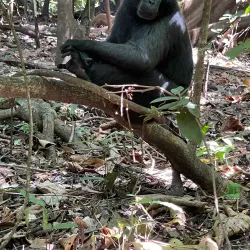 Tangkoko Nature Reserve - Bitung
