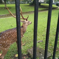Bogor Palace (Istana Bogor) - Bogor