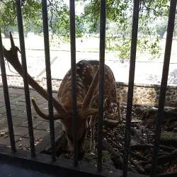 Bogor Palace (Istana Bogor) - Bogor