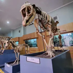 Bogor Zoological Museum - Bogor