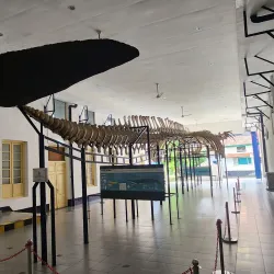 Bogor Zoological Museum - Bogor