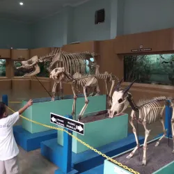 Bogor Zoological Museum - Bogor