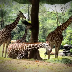 Taman Safari Indonesia - Bogor