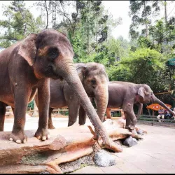 Taman Safari Indonesia - Bogor