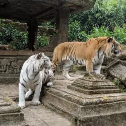Taman Safari Indonesia - Bogor
