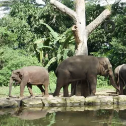 Taman Safari Indonesia - Bogor