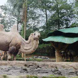 Taman Safari Indonesia - Bogor