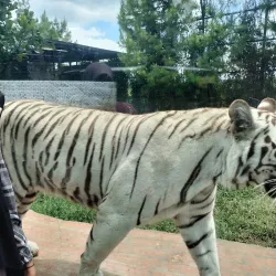 Cimahi Zoo (Taman Satwa Cimahi) - Cimahi