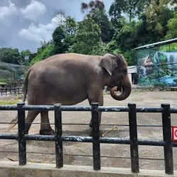 Cimahi Zoo (Taman Satwa Cimahi) - Cimahi