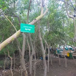 Kerang Beureum Beach - Cirebon