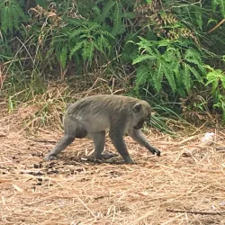 Muru Keba Waterfall - Ende