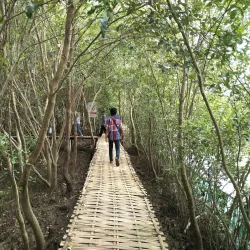 Mangrove Forest Karangsong - Indramayu