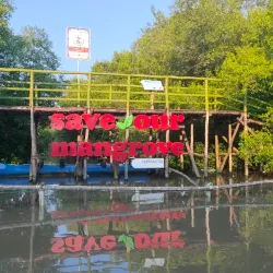 Mangrove Forest Karangsong - Indramayu
