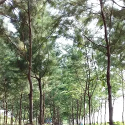 Mangrove Forest Karangsong - Indramayu