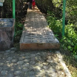 Mangrove Forest Karangsong - Indramayu