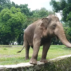 Ragunan Zoo - Jakarta