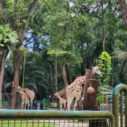 Ragunan Zoo - Jakarta