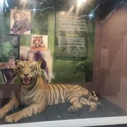 Museum Negeri Jambi - Jambi