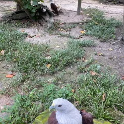 Taman Rimba Zoo - Jambi