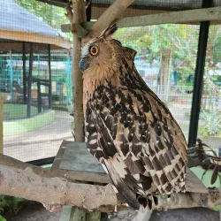 Taman Rimba Zoo - Jambi