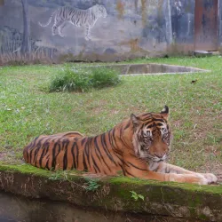 Taman Rimba Zoo - Jambi