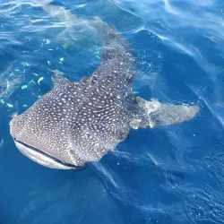 Cenderawasih Bay National Park - Jayapura