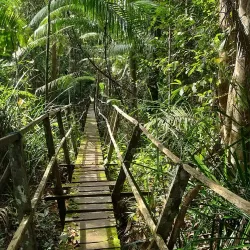 Sungai Wain Protection Forest - Kalimantan