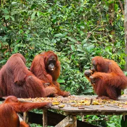 Tanjung Puting National Park - Kalimantan