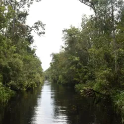 Tanjung Puting National Park - Kalimantan