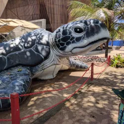 Bali Sea Turtle Society (BSTS) - Kuta
