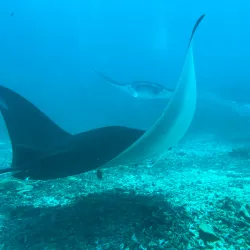 Manta Point - Labuan Bajo