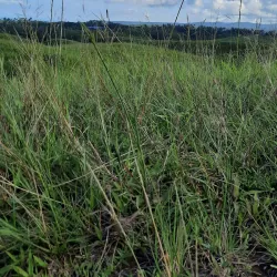 Bukit Tanjung Bobo - Luwuk